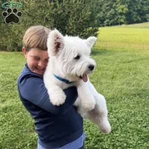 Monroo, West Highland Terrier Puppy